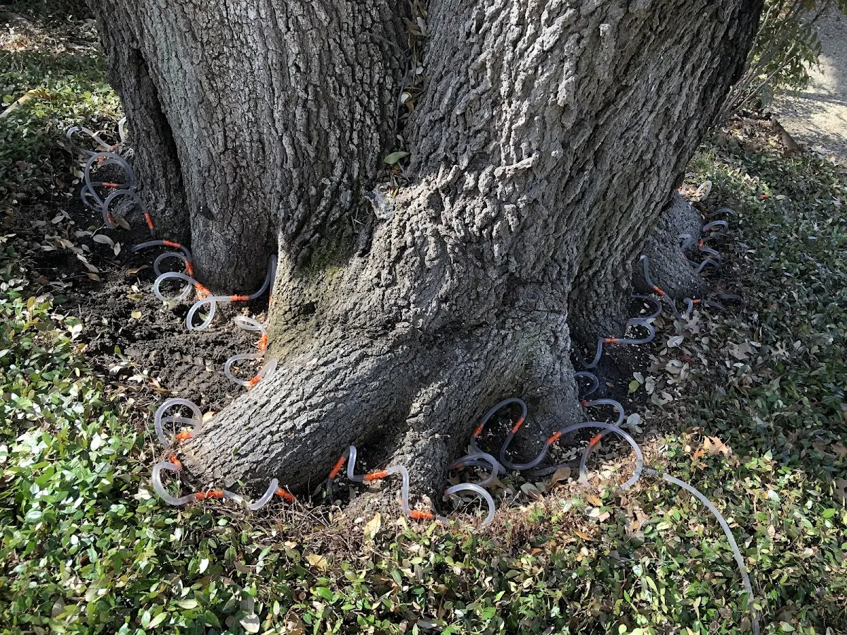 Detailed Tree Cabling and Bracing job site in Greycliff